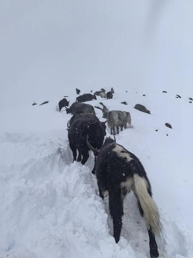 珠峰暴雪中“人肉开路”带百人突围的向导找到了,曾在广东做户外领队,讲述从受困到脱险全过程