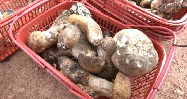 菌旅融合引客来 采菌研学成热门——南华暑期“菌”味十足
