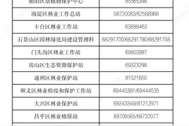 北京今年“毛毛虫”更多？易生虫为何种国槐？最新回应来了图片