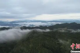 云南保山：冬季高黎贡山成“百鸟天堂”图片
