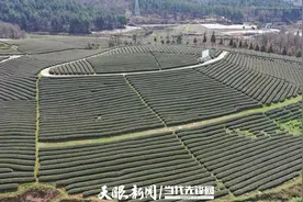 春茶抢“鲜”上市 瓮安20万亩茶园开启采摘“黄金季”图片