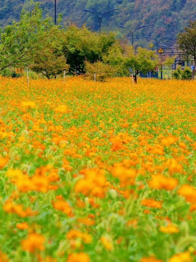 秋日惊喜！千岛湖花海正热烈~