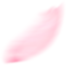 最美松湖 | 这棵“顶流”异木棉到底有多顶？