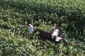 河南新野三万亩鲜食玉米抢“鲜”上市图片