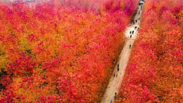 青岛赏秋去哪里？这几个地方别错过！