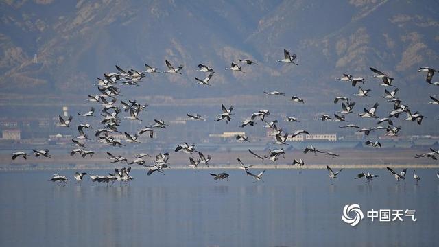 野鸭湖灰鹤群“起舞” 绘就冬日和谐生态画卷