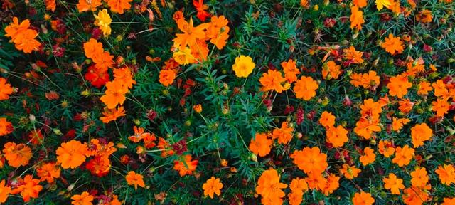 藏在宜丰城区的绝美花海，你打卡了吗？