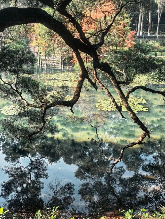 误闯仙境！来越秀，邂逅现实版「水墨画」