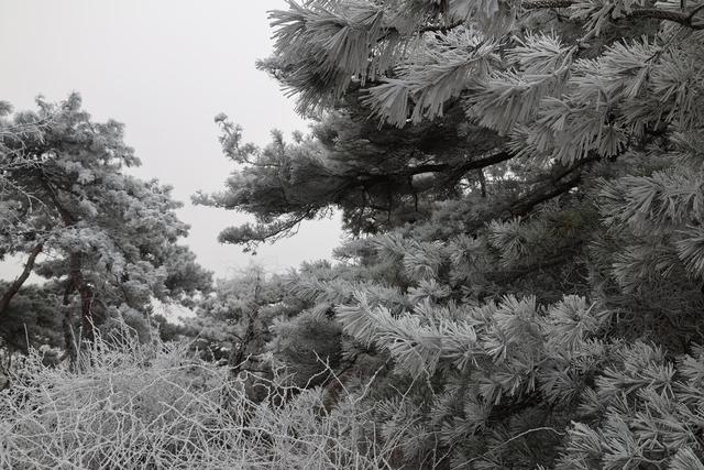 雾凇漫岭 鲁山今冬首场雾凇奇观登场