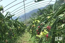 遵义仁怀：火龙果喜迎丰收，5万斤鲜果抢“鲜”上市图片