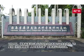 国内首批东星斑人工家系在海南构建图片