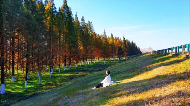 这片“童话森林”，红得如此烂漫！