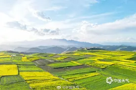 青海高原迎来了油菜花盛花期图片