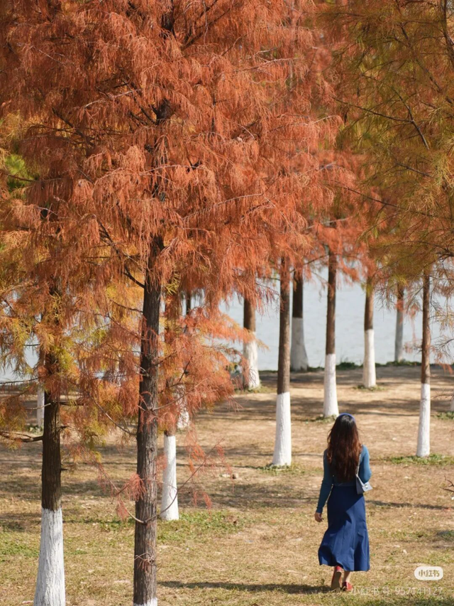一眼心动的绝美“小森林”，在伦教找到了！