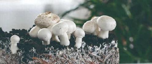 如何用蘑菇建造太空基地？