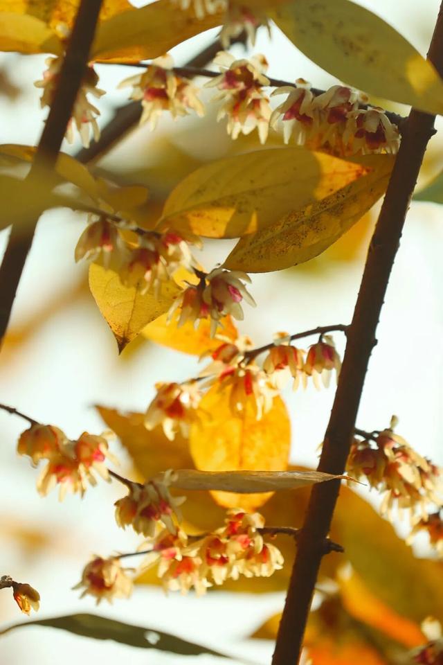 蜡梅初绽，来顾村公园遇见2026第一缕香！