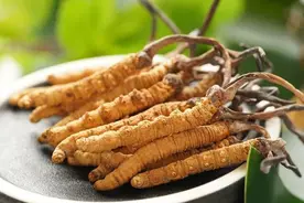 价值18万余元！男子在祁连山非法收购5632根冬虫夏草，构成危害国家重点保护植物罪获刑图片