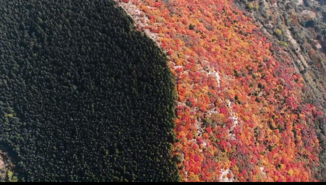 国家地理力荐！济南公交线路直达蝎子山 解锁“鸳鸯火锅”红叶奇观