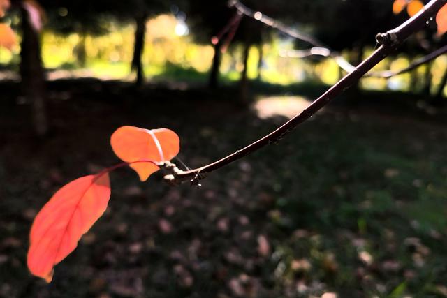 组图丨武威海藏公园：一湖秋色半城诗