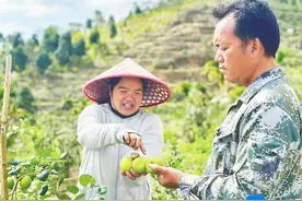 新春走基层丨琼中：青枣俏枝头 村民迎丰收图片