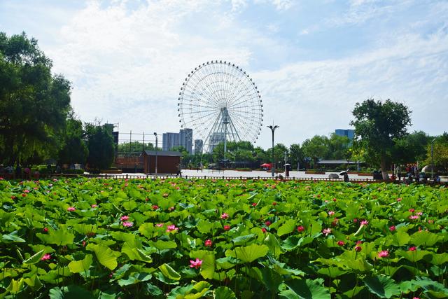组图丨植物园里好清凉