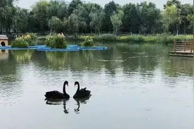 首次发现！南艳湖公园有惊喜图片