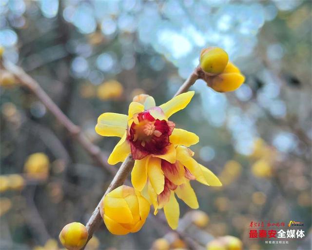 泰山红门醉心园蜡梅惊艳初绽