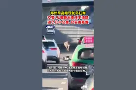郑州早高峰现鸵鸟狂奔，交警：从哪跑出来还不清楚，追了几十公里，已妥善处置图片