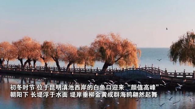 初冬滇池西岸白鱼口美景如画，群鸥戏水垂柳金黄