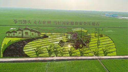 水旅融合看过来 “木斯”夏日这么玩 湿地稻浪·水韵巡踪旅游线路