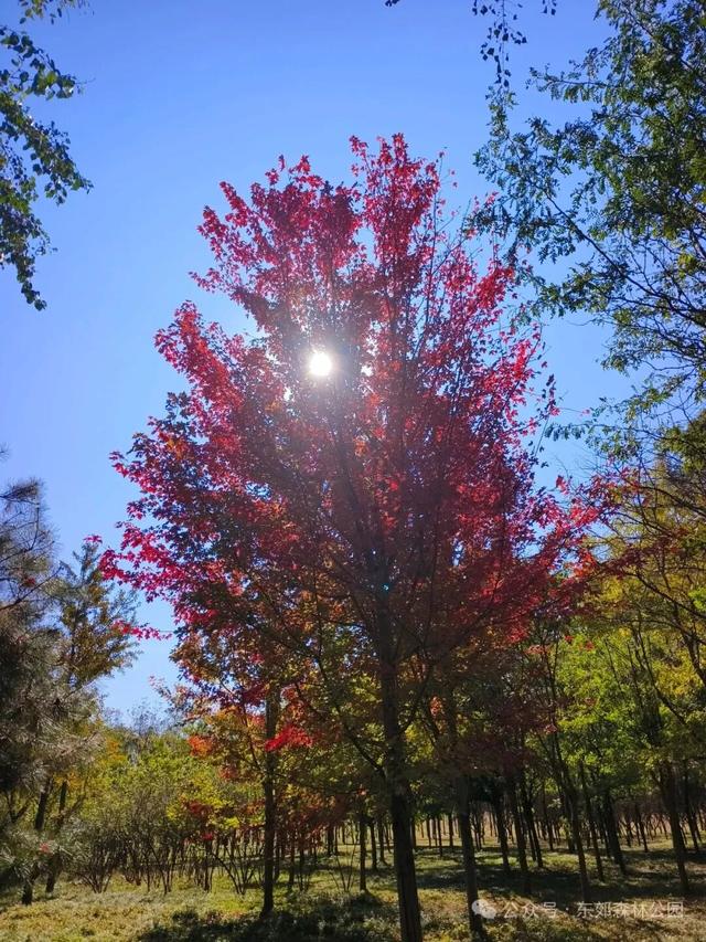 副中心的秋日画板已备好，等你来上色！