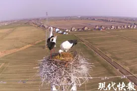 “灯塔产房”忙起来，今年高邮预计诞生160只东方白鹳图片