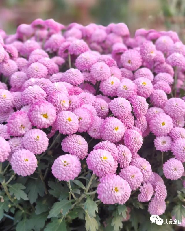 赏菊+品宴+饮酒！初冬的第一份浪漫就藏在北京这里→