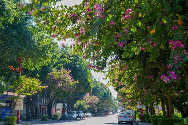 冬天花会开，快来自由自在——有一种叫云南的生活之365天
