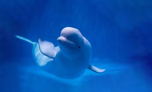 跟着文旅推介官游青岛，一张票根解锁近700项优惠