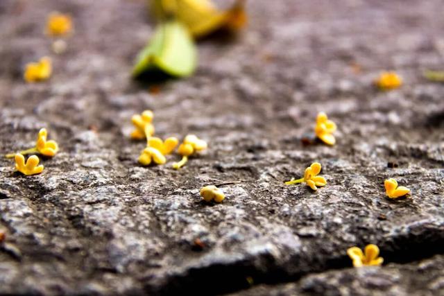 上海这个公园的桂花终于开了！还有10000+彩菊飘香→