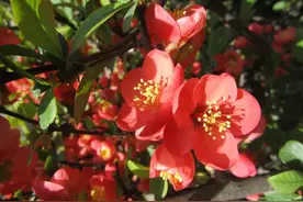 “花中神仙”海棠花竟是四川籍！如何“拿捏”它的花期？图片