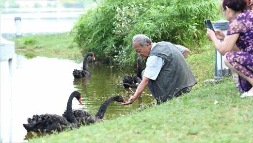 海鸥为何奔赴弥勒？原因找到了...
