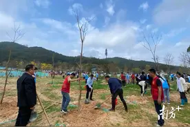 清远全民齐植绿，助力绿美广东生态建设图片