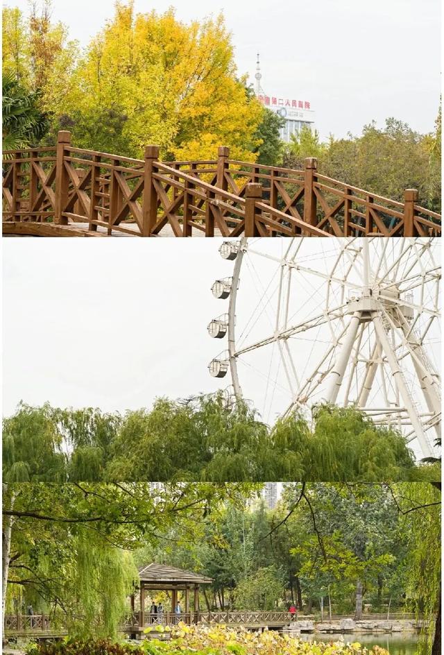 济宁冬季赏叶天花板，错过等一年的绝美景色