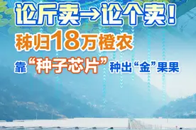 论斤卖→论个卖！秭归18万橙农靠“种子芯片”种出“金”果果图片