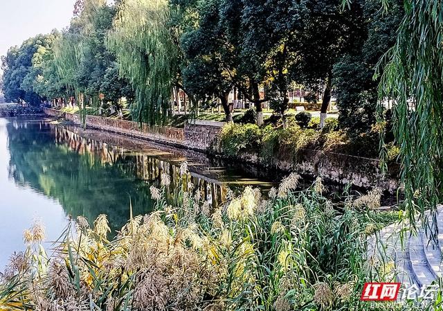 落叶、湖光与暖阳，解锁津市三湖公园的冬日浪漫