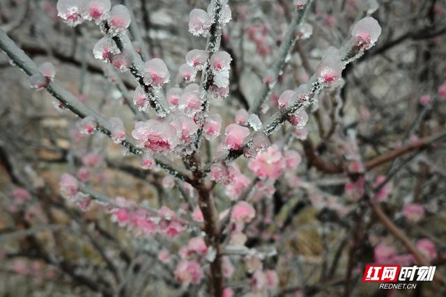 组图丨琼枝玉树映飞山 靖州雾凇绘就冬日诗画