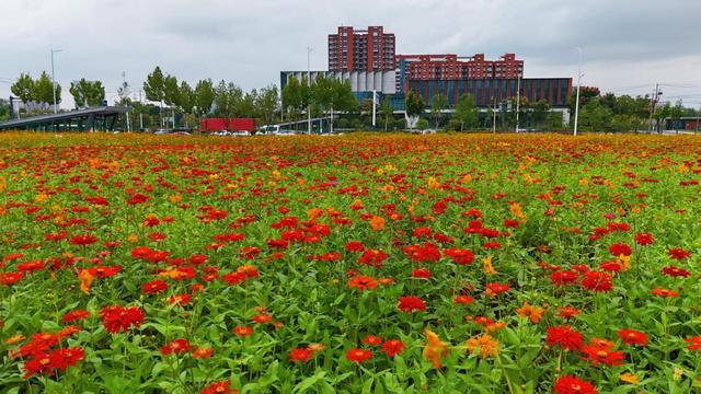 合肥高新区“花样”告白 邀请您来邂逅秋日浪漫