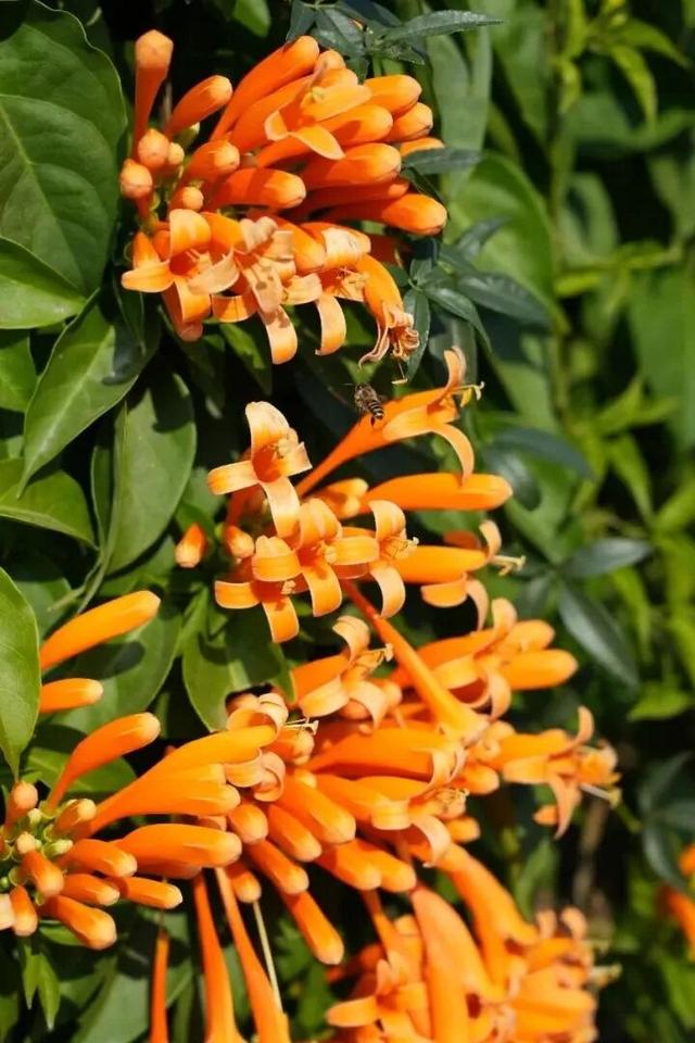 大寒游清城：红杉、花海、甜果，品尽冬日三味