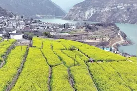 【摄影】文县：油菜花开映碧江图片
