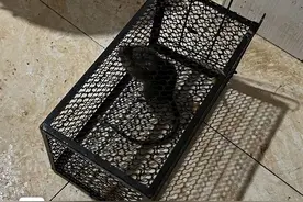 数量为近年最多！活鼠藏身入境船舶被截获图片