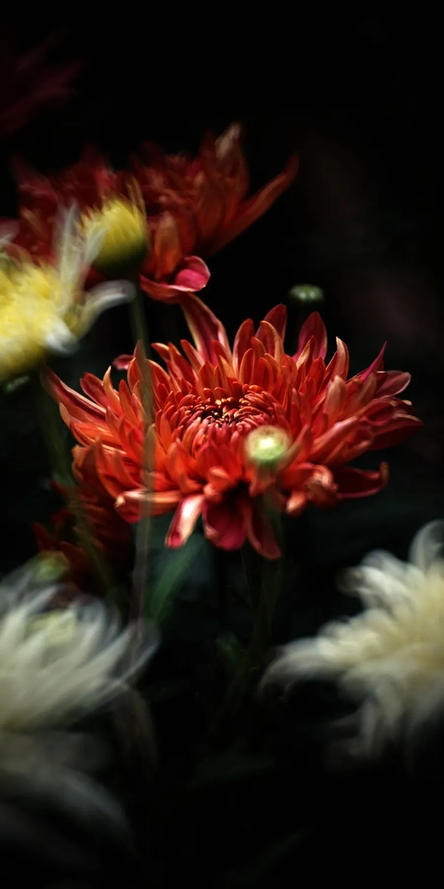 “含秋量”爆棚！快来昙华寺赏菊