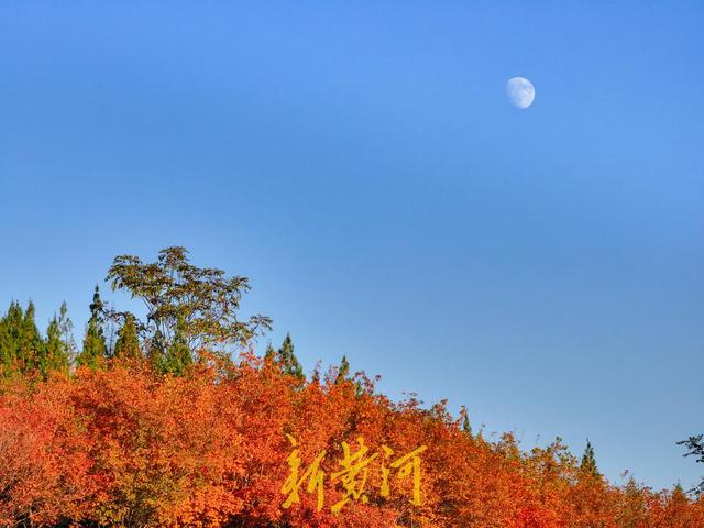 五彩斑斓入画来！卧牛山秋日氛围感拉满 | 新黄河AI音乐