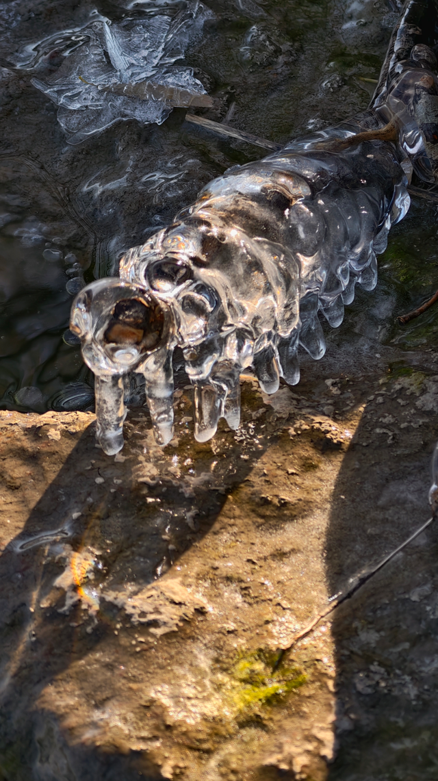 冬日颐和园：昆明湖冰裹树枝，宛如水晶雕塑